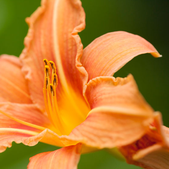 Oranje daglelie, Hemerocallis.